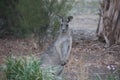 Kangaroo in my Garden Royalty Free Stock Photo