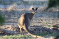 Kangaroo In My Paddock Watching Me