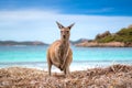 Kangaroo 0n the Lucky beach western Australia Royalty Free Stock Photo