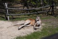 Kangaroo napping on the ground near a tree