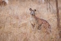 Kangaroo in natural habitat Australia