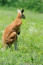 Kangaroo in a natural habitat in grass Royalty Free Stock Photo