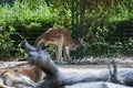 Kangaroo in nature reserve