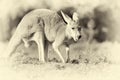 Kangaroo in nature. Vintage effect