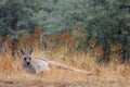 Kangaroo near Mt Bulla, Victoria, Australia