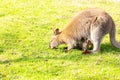 Kangaroo with newborn in pouch on grass eating