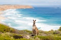 Kangaroo and ocean Royalty Free Stock Photo