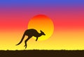 kangaroo outdoors jumping over the grass at sunset