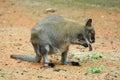 Kangaroo outdoors in nature