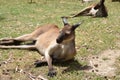 Kangaroo