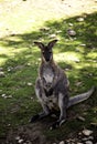 Kangaroo in park Royalty Free Stock Photo