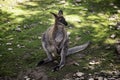 Kangaroo in park Royalty Free Stock Photo