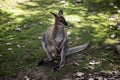 Kangaroo in park