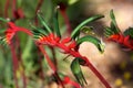 Kangaroo Paw Royalty Free Stock Photo