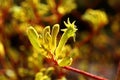 Kangaroo Paw Royalty Free Stock Photo