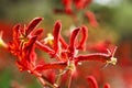 Kangaroo paw