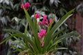 Kangaroo paw Anigozanthos flavidus hybrid, budding plant Royalty Free Stock Photo
