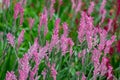 Kangaroo paw anigozanthos Royalty Free Stock Photo