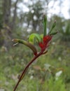 Kangaroo Paw; Anigozanthos Manglesii Royalty Free Stock Photo