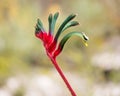 Kangaroo Paw Anigozanthos manglesii, Western Australia Royalty Free Stock Photo