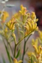 Kangaroo paw Beauty Yellow