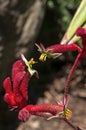 Open flowers of a red native kangaroo paw plant Royalty Free Stock Photo