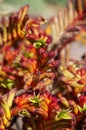 Open flowers of a orange kangaroo paw plant with blurred background Royalty Free Stock Photo