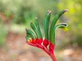 Kangaroo Paw Flower Royalty Free Stock Photo