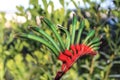 Kangaroo Paw Royalty Free Stock Photo