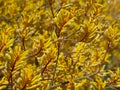 Kangaroo Paw Yellow Flower, Anigozanthos in the garden in Australia Royalty Free Stock Photo