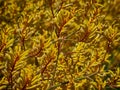 Kangaroo Paw Yellow Flower, Anigozanthos in the garden in Australia Royalty Free Stock Photo