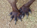 Kangaroo paws with powerful claws.