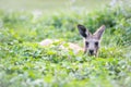 Kangaroo peaking up through the green