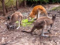 Kangaroo in Perth zoo