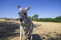 Kangaroo in Phillip island wildlife park. Australia
