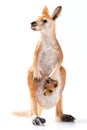Kangaroo Plastic Figurine on White Background