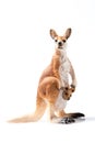 Kangaroo Plastic Figurine on White Background