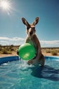 Playful Kangaroo in a Pool with a Green Ball on a Sunny Day Royalty Free Stock Photo