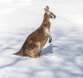 Kangaroo playing in the snow Royalty Free Stock Photo