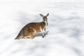 Kangaroo playing in the snow Royalty Free Stock Photo