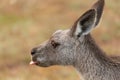 Kangaroo poke out tongue Royalty Free Stock Photo