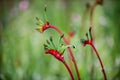 Kangaroo Pow flower West Australia