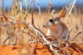 kangaroo rat nibbling on a dry plant Royalty Free Stock Photo