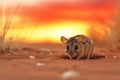 kangaroo rat peeking from a desert hole with a sunset backdrop Royalty Free Stock Photo