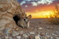 kangaroo rat peeking from a desert hole with a sunset backdrop Royalty Free Stock Photo