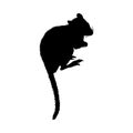 Kangaroo Rat Silhouette Royalty Free Stock Photo
