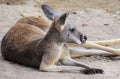 Kangaroo