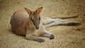 Kangaroo relaxing on the dirt ground area