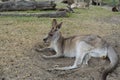 Kangaroo relaxing