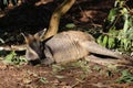 Kangaroo under a tree in the shade, Australia